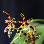 Phalaenopsis - Mannii Var. Black x Sib